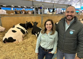 GENEX apresenta touros com recomendação genética para uso em sistema robotizado