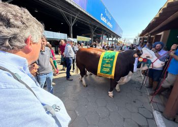 Seleção genética brasileira passa pelo crivo de experts norte-americanos