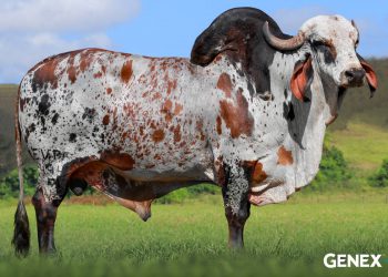 Evolua a genética do seu Gir Leiteiro com o EDANK