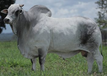 TREM BALA DA EAO: uma referência na genética Nelore