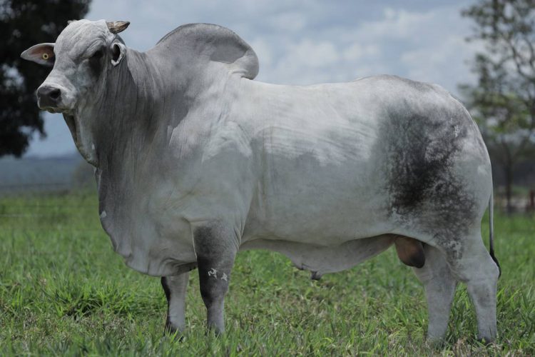 TREM BALA DA EAO: uma referência na genética Nelore