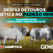GENÉTICA NO PADRÃO GENEX É DESTAQUE NA EXPOGENÉTICA