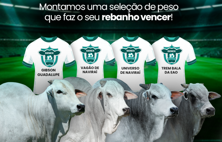 Combo de craques | Uma seleção de peso que vai fazer seu rebanho vencer