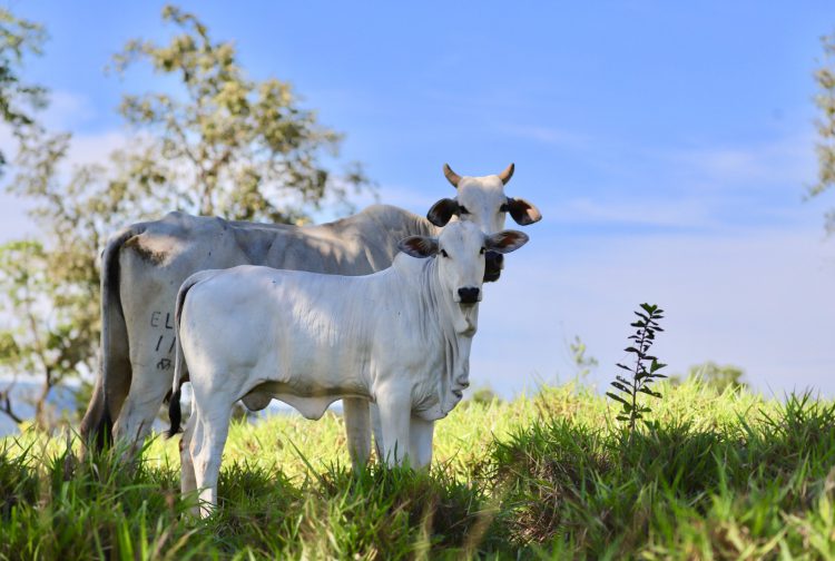 GENEX Brasil é parceira do Circuito Cria