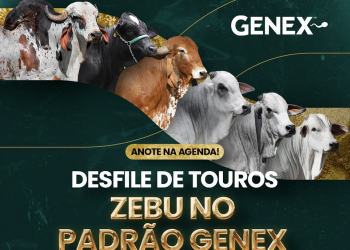 GENEX realiza desfile de Touros Zebu no padrão da excelência genética durante a 90ª ExpoZebu