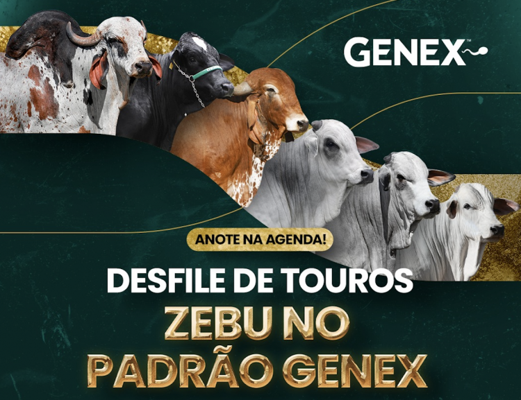 GENEX realiza desfile de Touros Zebu no padrão da excelência genética durante a 90ª ExpoZebu