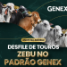 GENEX realiza desfile de Touros Zebu no padrão da excelência genética durante a 90ª ExpoZebu