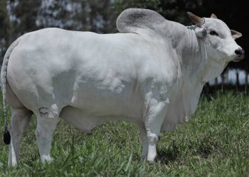 Caxambu FM atinge marca histórica e reforça o Padrão GENEX no melhoramento genético