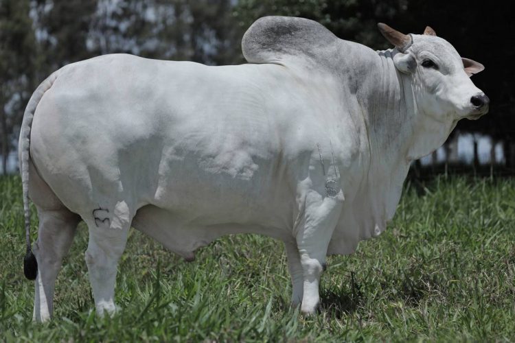 Caxambu FM atinge marca histórica e reforça o Padrão GENEX no melhoramento genético