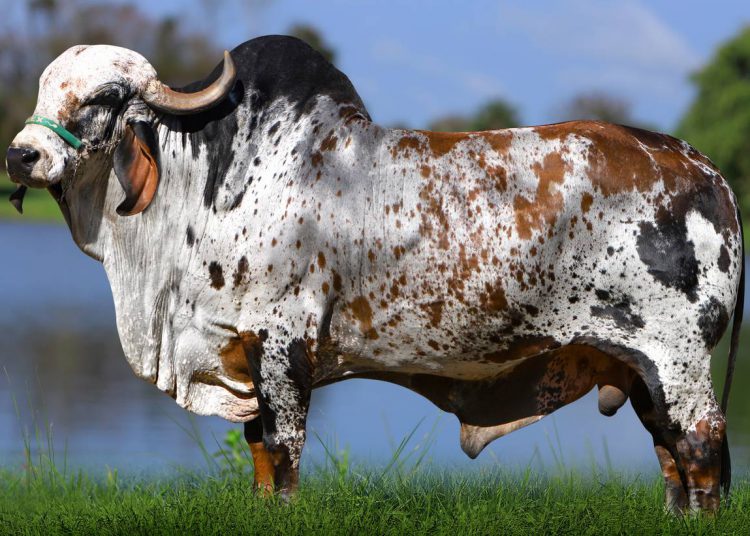 Edank Jabaquara lidera o Sumário de Fêmeas Jovens e reafirma o Padrão GENEX no Gir Leiteiro