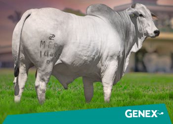 GENEX contrata Vencedor Mafra e fortalece bateria de Nelore de alto desempenho