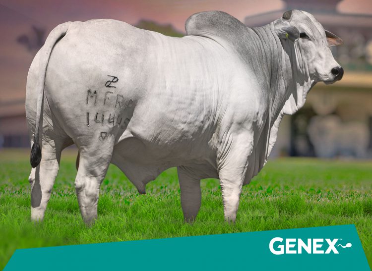GENEX contrata Vencedor Mafra e fortalece bateria de Nelore de alto desempenho
