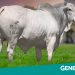 GENEX contrata Vencedor Mafra e fortalece bateria de Nelore de alto desempenho